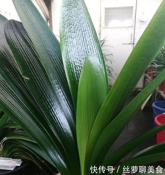 休眠|君子兰难度夏？掌握“1多3少”，顺利度夏，天一凉快，叶肥花多