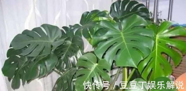 龟背竹|空气干燥、蚊虫多、异味大家里养这“4种花”,什么烦恼都没了