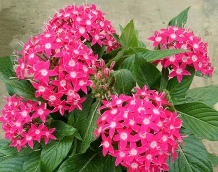 漂亮|4种漂亮花,好养易活能爆盆,比玫瑰好看,比绿萝好养