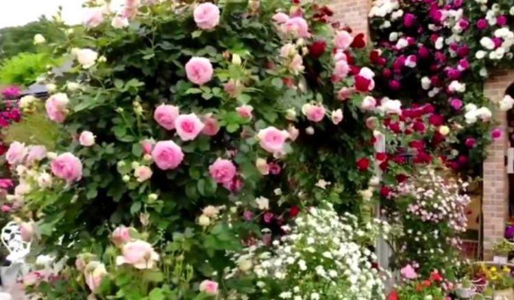 风雨兰风雨兰|养花就养3种花，花色娇艳很耐看，四季开花迷你眼，谁养谁上瘾