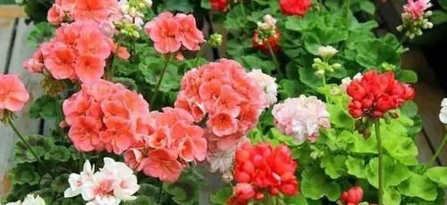 洋蝴蝶|此“花”能开三季，鲜艳漂亮花期长，阳台养一盆，看花200天
