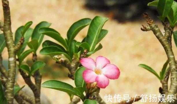 阳台养花,只要避免这些问题,花养出来旺盛,开花多,要收好