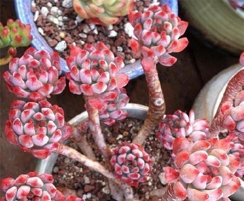 蓝苹果|养棵多肉蓝苹果,大水大肥伺候,一年能爆10个头,养成群生肉墩子