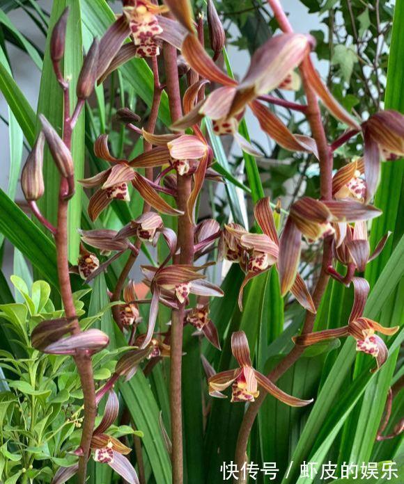 冬天养墨兰5个“小方法”,花箭窜到一米高,春节开成“报岁兰”