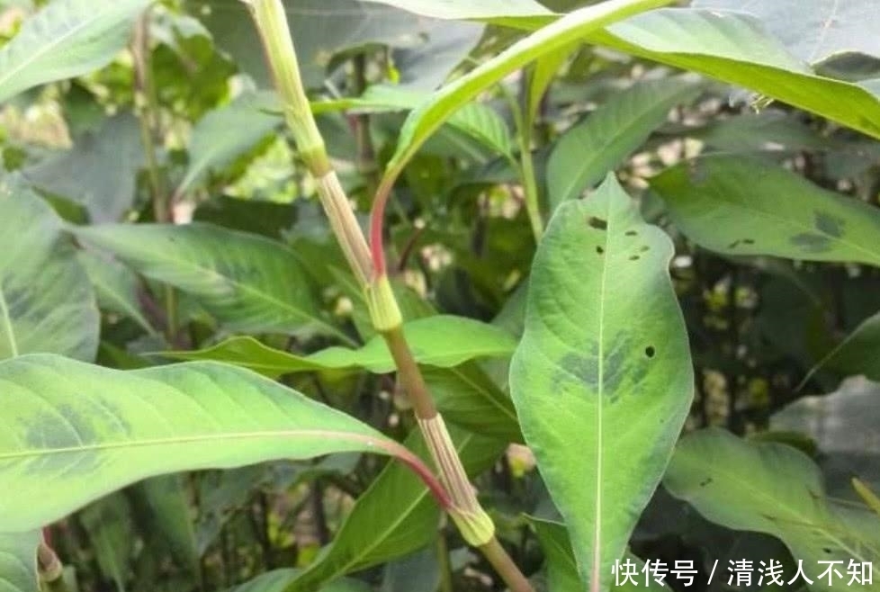 辣蓼草|古人用它麻翻活鱼,酿酒大师用来制酒曲,若在野外见到,好好珍惜