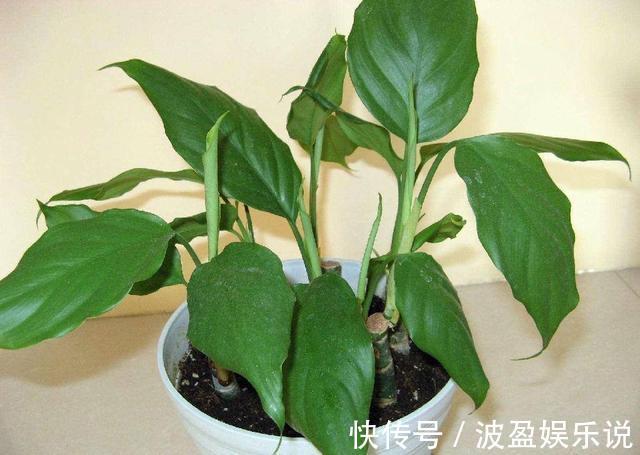 小花|2种“废物”别丢了，水里“泡一泡”扔盆里，养花好，不用施肥！