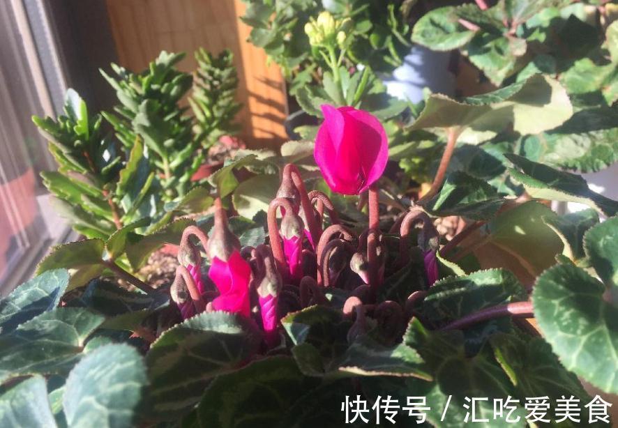 养花就该选“勤花”,这3样下雪天都能开花,正适合冬日盆栽赏花