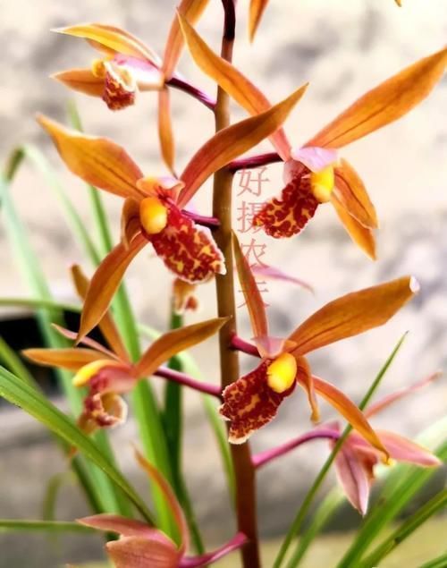 兰叶|兰花叶子枯萎怎么办?教你5个妙招,新手兰友一定要知道