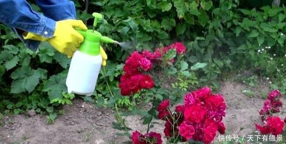 养不活|月季养不活?教你避开种死月季的五个陷阱,不走弯路做月季大神