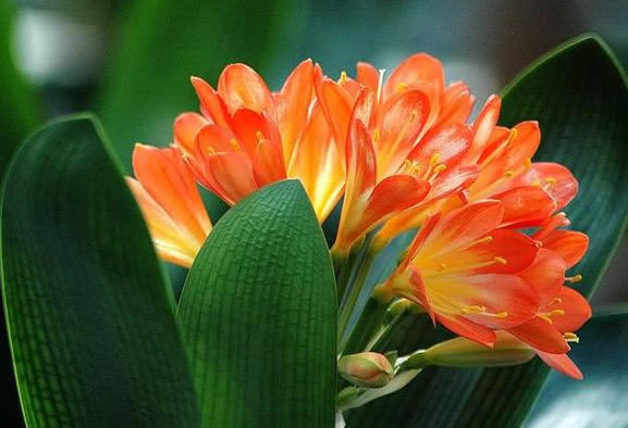 “君子兰”开花不断，离不开的“2个关键点”，不夹箭，开花多！