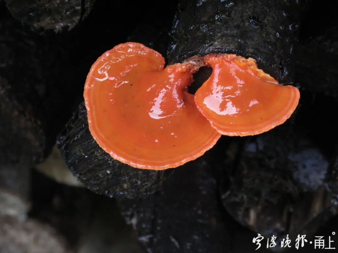 蘑菇|多人食用后中毒!医生:没有特效药,死亡率很高