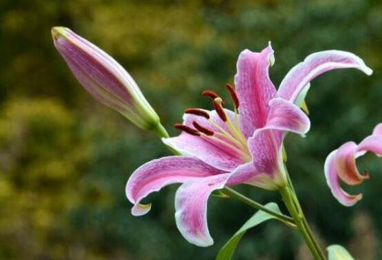 几种花漂亮又好养，长得高大叶片大，颜值超高的