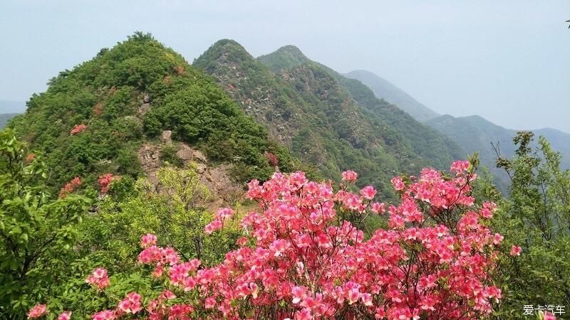 山上开遍映山红