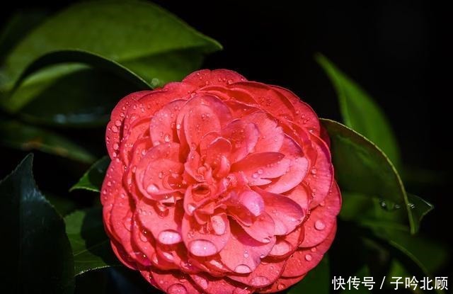 卖花人的5个“谎言”,你信了吗反正我不信!