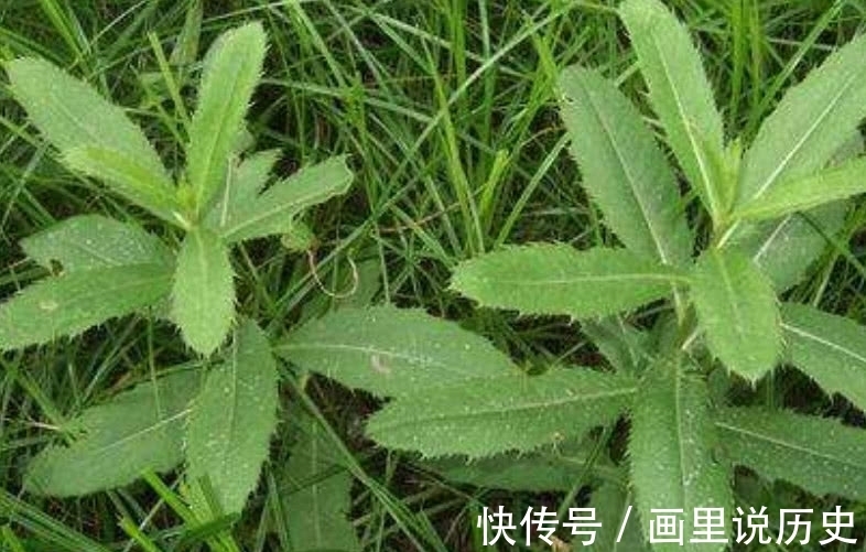 野草|这野菜含钙量很高，清热解毒效用高但遭人嫌弃，你们有吃过它吗