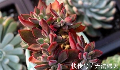 多肉|4种多肉植物，再喜欢也别养，号称“徒神”，养起来心累！