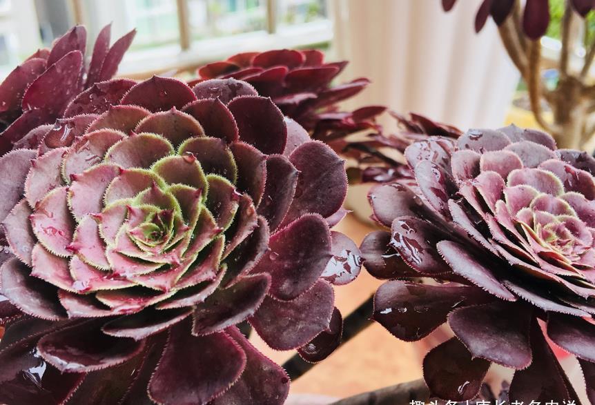 温度|室外温度33度,室内只有25度,这种情况下法师多肉还能浇水吗?