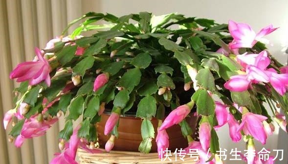 凤梨花|看一眼就想买回家的花, 好看又好养, 看看它们都是谁!
