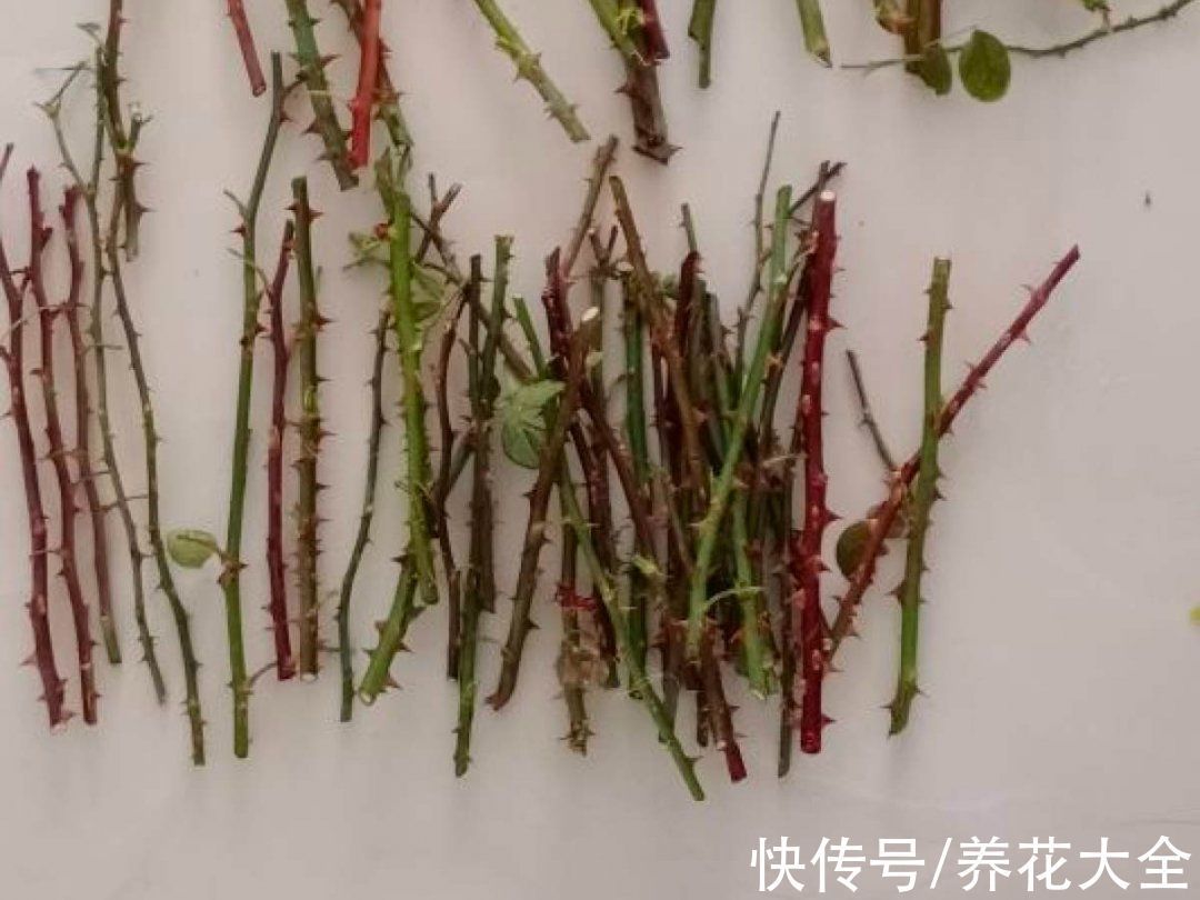 冬天扦插,最简单的方法学起来,这6种花都能生根