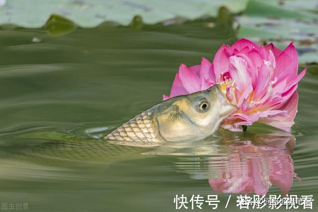 鱼儿|钓草鱼最快的方法,三个民间高手绝技,真是一山更比一山高