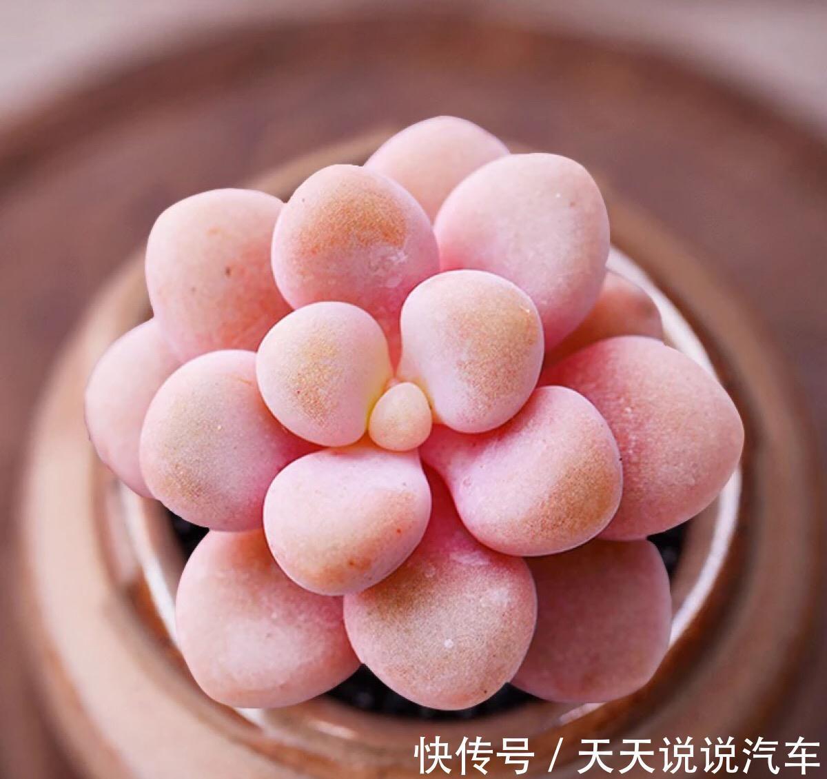 秋冬6款普货高颜值多肉,简单易养,美得如同仙子一般