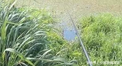 秋钓草边“三钓”、“三不钓”，用好了总有一次要爆护