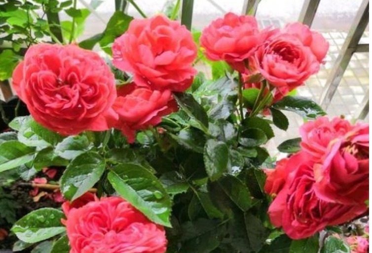 4种“超漂亮的花”,谁看见都想养,花开不断,美极了!