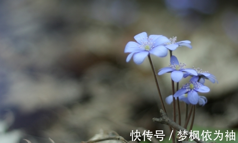 天赋异禀|哪月份出生的人，天赋异禀，身边有高人指点，进步神速，事业兴旺