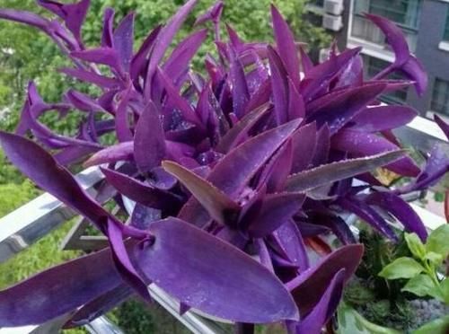 家庭养花：如何做好土壤结块的“防”和“治”？