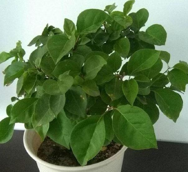 介质|居家盆栽想将旧土转化为新土掺杂进它们，变废为宝！