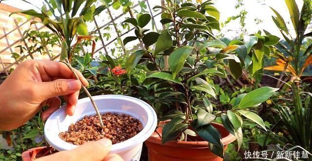 扦插|谁说天热不能扦插,这3种花这样做,呼呼冒白根长疯了