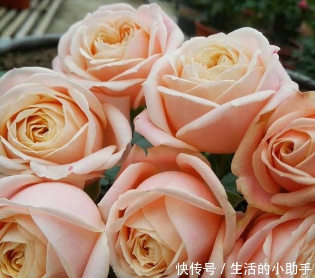 25款包子型月季,花开永不败,大花好养又丰花,新手推荐种植!