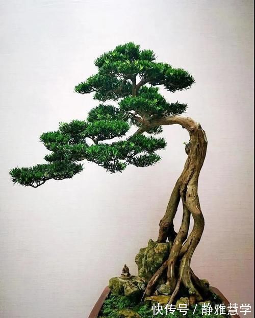 树种|盆景各式各样，叫法各有不同，基础的13种式样，你见过几种