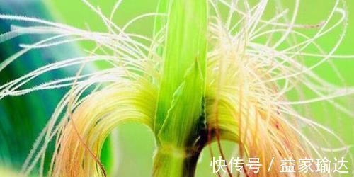 排毒|人到中年推荐常吃3种食物，补充营养，滋养肌肤，排毒抗衰老