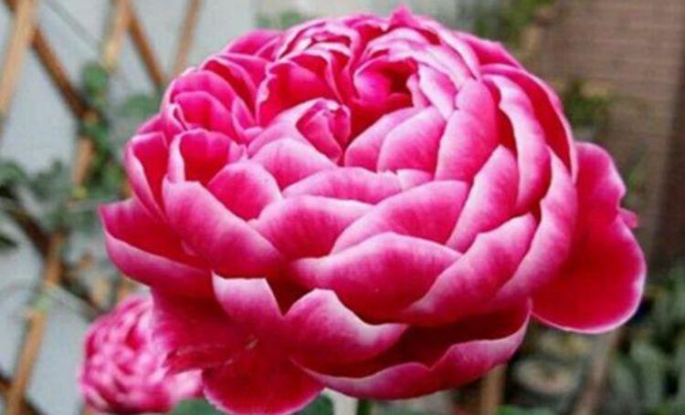 适合家里养护的花卉，便宜又好养，花开香飘溢满屋