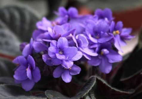 蔓性风铃花蔓性风铃花|这款花，好养易爆盆，花开娇丽轻盈，绚丽多姿，养在客厅美极了