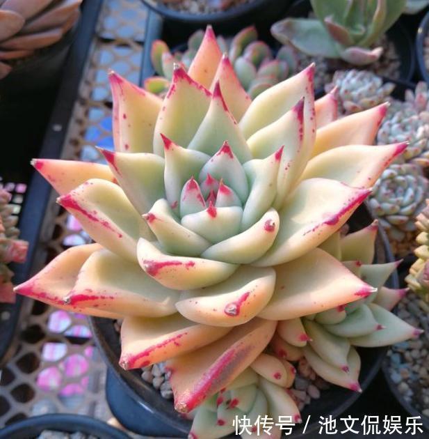 叶片|9月养多肉，做好“这1步”，告别叶片干瘪，7天恢复饱满肥嘟嘟