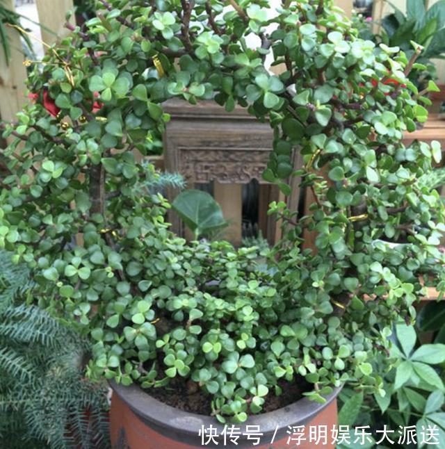 植物|夏季养不好绿萝,不如养“2种树”,平时只浇水,长成盆景,美!