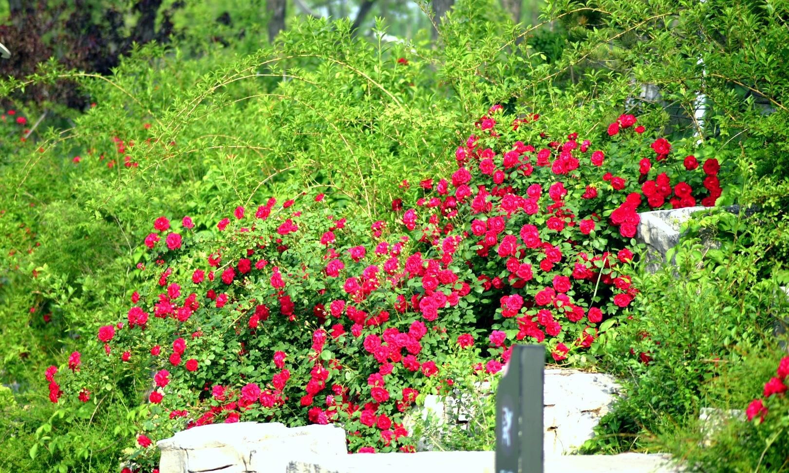 樱花退去月季来，“花堤柳岸”花盛开（二）