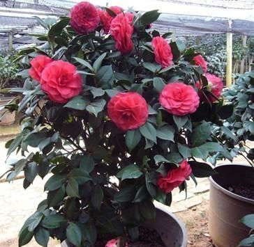 4种花,独爱“半阴地”,采光不好也能养,全年开花不停歇