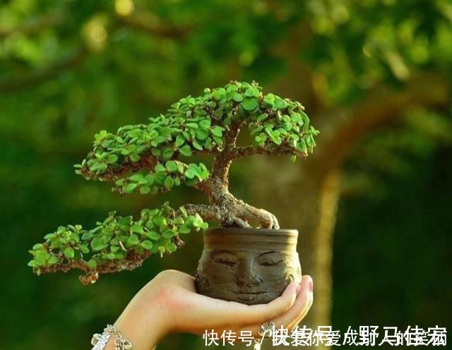 龙骨|什么发财树,平安树,不如这2种“老树”好养,大气,富贵又镇宅!