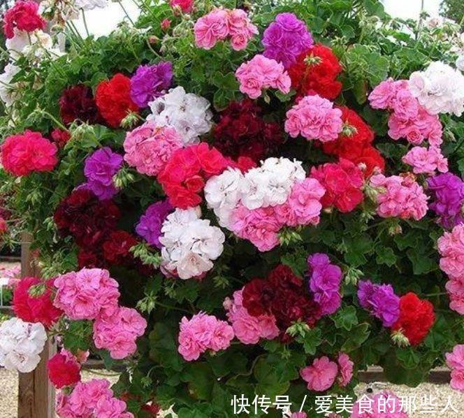 天竺葵|3种花爱开花,好养易打理,花色柔美,花朵烂漫迷人,美爆了