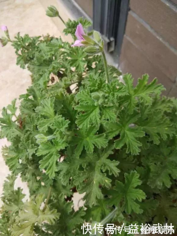 蚊香|5种花蚊子“不喜欢”,好看还好养,是天然蚊香,值得多养几盆