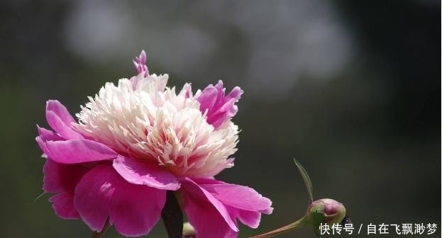 景点|芍药花开的季节,有哪些景点可以看到?芍药的寓意!