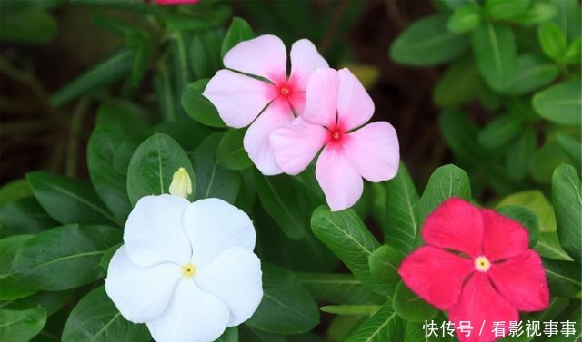 15种便宜花草,原以为很普通,没想到成为花园中的“颜值担当”!