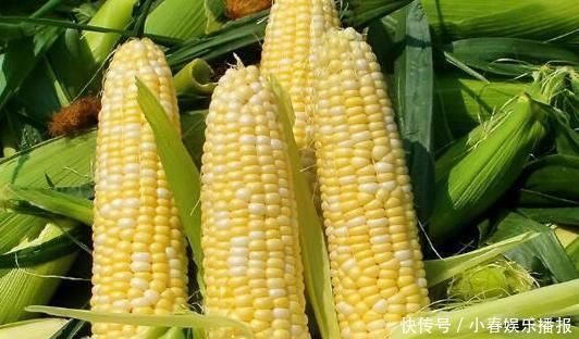 常吃|常吃玉米的人,身体不会差,但不可与一物同食,却有很多人不清楚