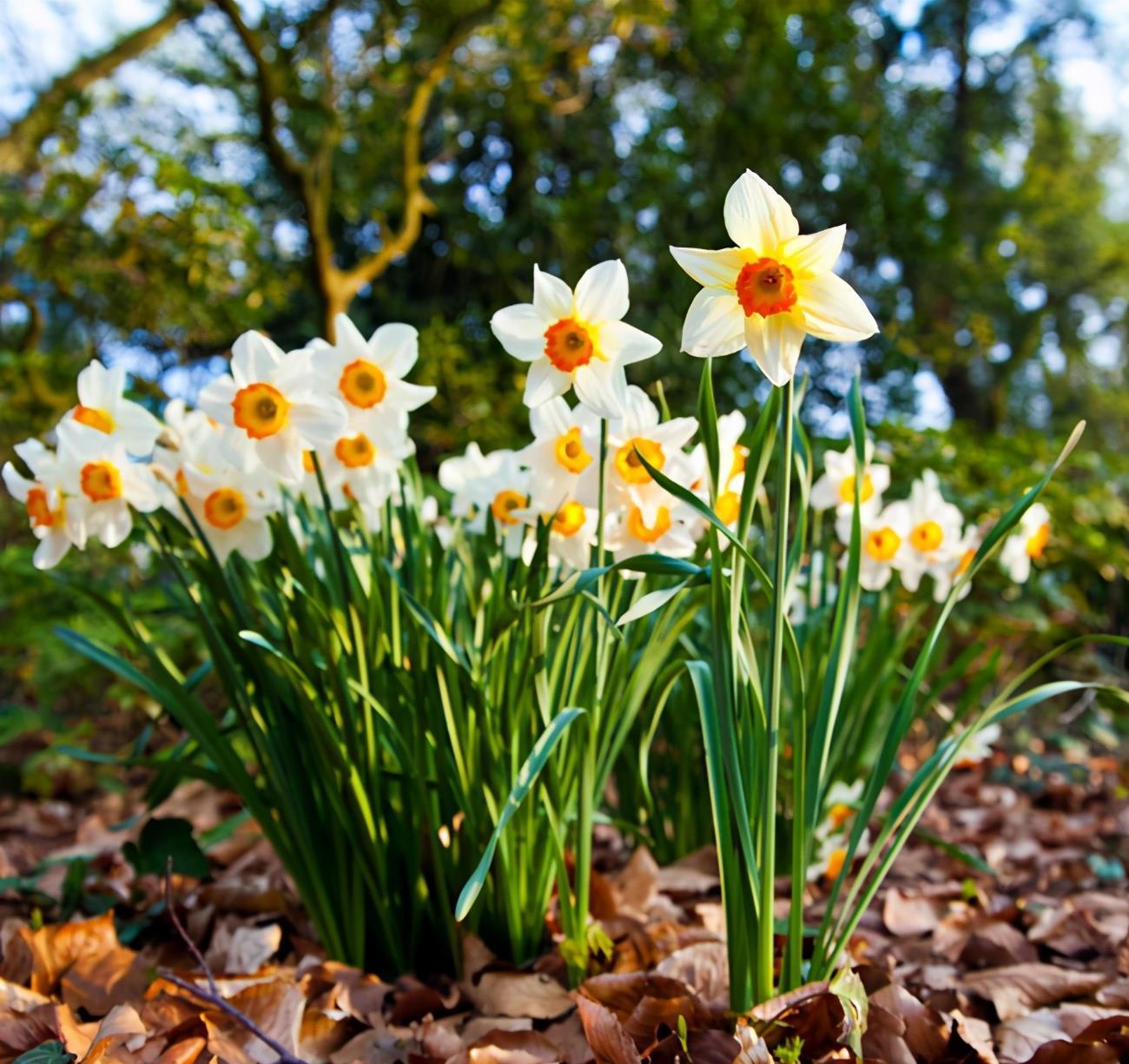 水仙|3组相生相克的植物,放在一起养不好,你要注意这个