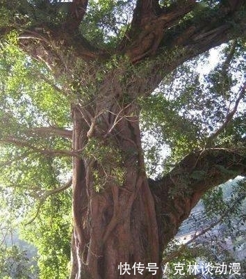 “福建之最”!这些宝贵的文化遗产就在寿宁