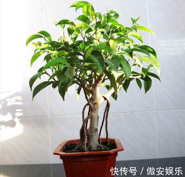 传家宝|阳台再小,也能养3种树,小盆就能养,个个都是“传家宝”