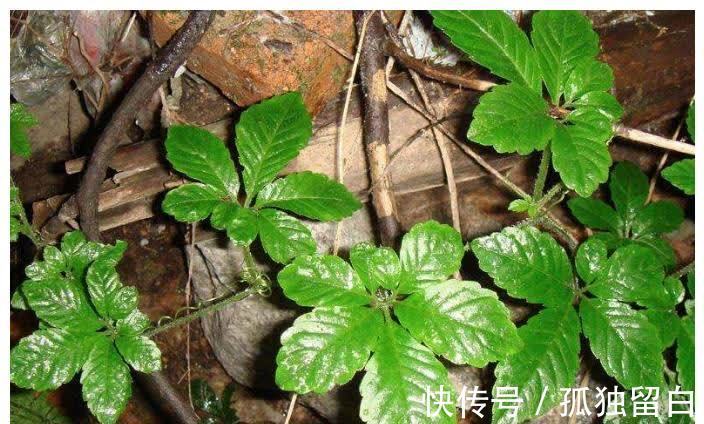 绞股蓝|吃2斤木耳，不如吃1两它，控住血压软化血管，三高自然不来扰